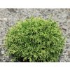 Chamaecyparis pisifera 'White Pygmy' - cypřišek hrachonosný