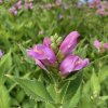 Chelone obliqua - želvice