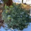 Choisya ternata 'White Dazzler' - choísie, mexický pomerančovník