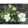 Iberis sempervirens 'Schneeflocke' - iberka vždyzelená / štěničník