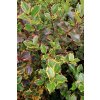 Ilex altaclarensis 'Belgica Aurea' - cesmína altaclarentská