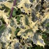 Ilex aquifolium 'Ferox Argentea' - cesmína ostrolistá