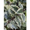 Ilex aquifolium 'Ingramii' - cesmína ostrolistá