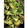Ilex aquifolium 'Jade Star' - cesmína ostrolistá
