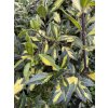 Ilex aquifolium 'Myrthifolia Aureomaculata' - cesmína ostrolistá