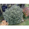 Ilex aquifolium 'Variegatum' - cesmína ostrolistá