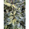 Ilex aquifolium 'White Cream' - cesmína ostrolistá