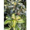 Ilex aquifolium 'White Cream' - cesmína ostrolistá