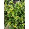 Ilex meserveae 'Little Rascal'® - cesmína
