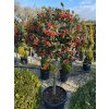 Ilex mutchagara 'Nellie r stevens' kmínek - cesmína