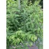 Indigofera kirilowii - modřil kiriloův