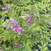 Indigofera kirilowii - modřil kiriloův