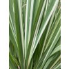 Iris ensata 'Variegata' - kosatec mečovitý