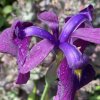 Iris kaempferi - kosatec Kaempferův