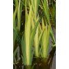 Iris pseudacorus 'Variegatus' - kosatec žlutý