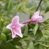 Jasminum × stephanense - jasmín pravý