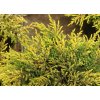 Juniperus communis 'Gold Shatz' - jalovec obecný