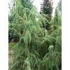 Juniperus communis 'Horstmann' - jalovec obecný