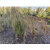 Juniperus communis 'Oblonga Pendula' - jalovec obecný