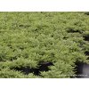 Juniperus communis 'Repanda' - jalovec obecný