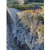 Juniperus horizontalis 'Ice Blue' - jalovec poléhavý