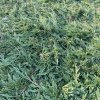 Juniperus horizontalis 'Pancake' - jalovec vodorovný