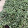 Juniperus horizontalis 'Wiltonii' - jalovec vodorovný
