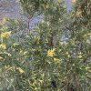 Juniperus chinensis 'Kaizuka Variegata' - jalovec