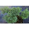 Juniperus media (x) 'Dwarf og Jungwirth' - jalovec prostřední