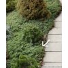 Juniperus procumbens 'Nana' - jalovec přitisklý
