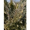 Juniperus scopulorum 'Moonglow Variegated' - jalovec skalní