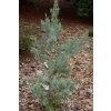 Juniperus scopulorum 'Springbank' - jalovec skalní