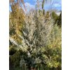 Juniperus scopulorum 'Springbank' balové - jalovec skalní