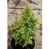 Juniperus squamata 'Huldson Yellow' - jalovec šupinatý