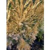 Juniperus virginiana 'Aurea' - jalovec čínský