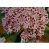 Kalmia latifolia 'Carousel' - mamota širokolistá