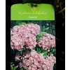 Kalmia latifolia 'Ginkona' - mamota širokolistá