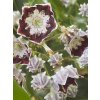 Kalmia latifolia 'Sterntaler' - mamota širokolistá