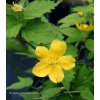 Kerria japonica 'Golden Guinea' - zákula japonská