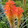 Kniphofia 'Papaya Popsicle' - kleopatřina jehla