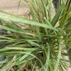 Koeleria glauca - Smělek sivý