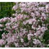 Kolkwitzia amabilis - kolkvície krásná