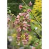 Laburnocytisus adami (x) - štědřencovec Adamův
