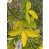 Laburnum alpinum 'Aureum' - štědřenec alpský