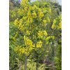 Laburnum alpinum 'Sunspire' - štědřenec alpský