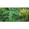 Laburnum anagyroides 'Quercifolium' - štědřenec odvislý