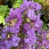 Lagerstroemia fialova