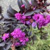 Lagerstroemia 'Purely Purple' - pukol