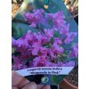 Lagerstroemia 'RHAPSODY IN PINK' - pukol