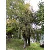 Larix decidua 'Horstmann Recurved' - modřín opadavý